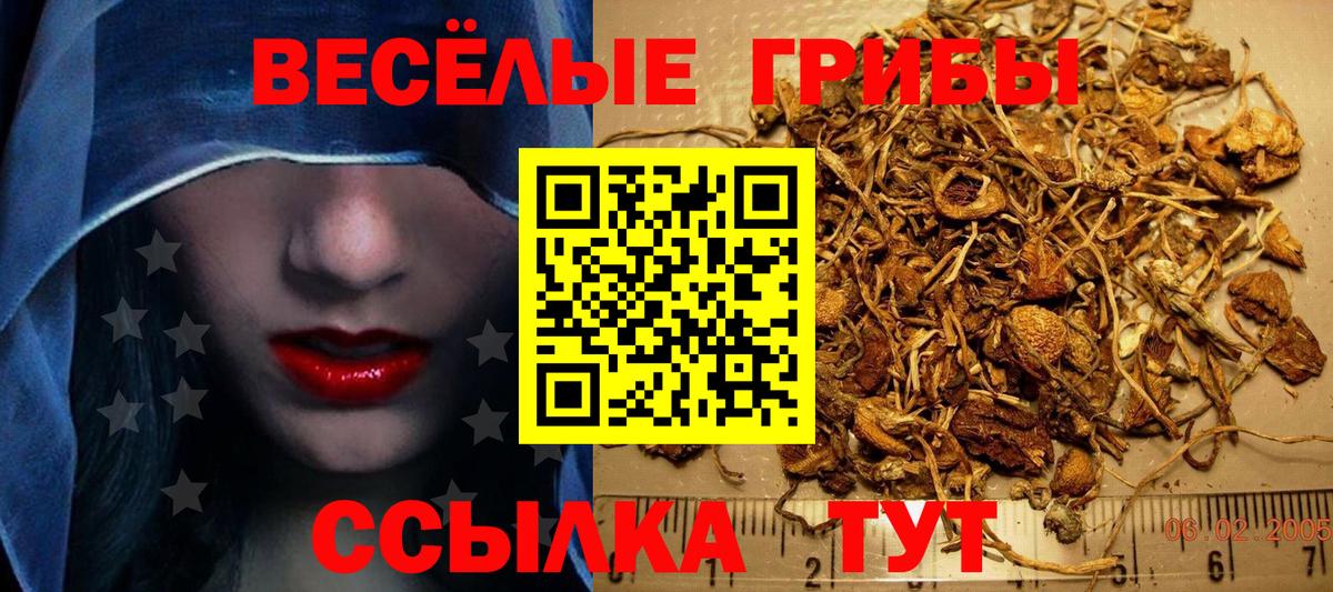 Псилоцибиновые грибы Psilocybe  Псилоцибиновые грибы прущие грибы  Семилуки  Вход с VPN 